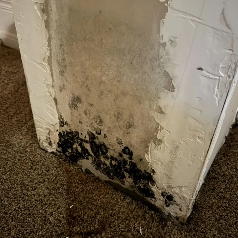 Professional Mold Removal in Center, ND